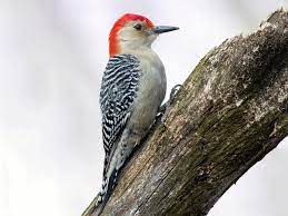 Your bird is certainly not an albino. Red Bellied Woodpecker Celebrate Urban Birds