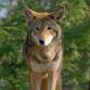 Virginia's Wolf event image