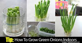 Check out this video tutorial on how to grow onions from start to finish brought to you by brandon & meredith: Tip How To Grow Green Onions Indoors