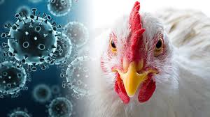 It is rare for people to get infected with bird flu. Bird Flu Tens Of Thousands Of Birds Told To Cull In Dutch And German Farms Over Outbreaks World Europe Kerala Kaumudi Online