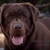 A complete list of all chocolate lab rescue groups located in colorado and across the usa! 1