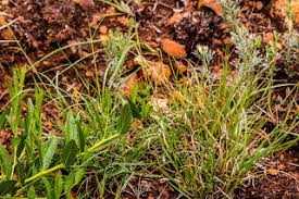 Image result for Aneilema dregeanum