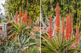 Image result for Aloe aculeata × globuligemma