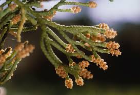 Image result for Cupressus sempervirens