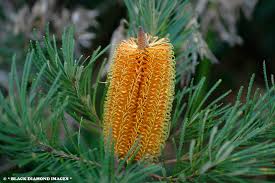 Image result for Barleria spinulosa