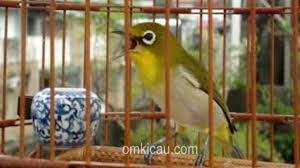 Merawat burung pleci agar gacor memang membutuhkan kesabaran dan ketelatenan yang ekstra. Lima Macam Perawatan Yang Bisa Membuat Pleci Bersuara Lebih Kencang Om Kicau