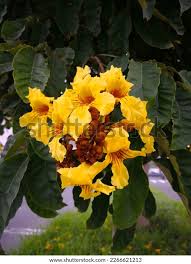 Image result for Markhamia obtusifolia