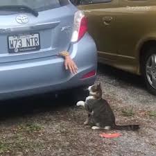 Come Feed Me Cat And Dog Memes Animal Antics Crazy Cats