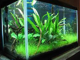 My First Planted Tank 10 Gallon Low Tech Betta Haven Aquascaping Fish Tank Plants Aquascape 10 Gallon Fish Tank