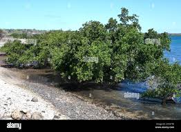 Image result for Sonneratia