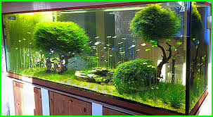 Hardscape aquascape umumnya terdiri dari kayu dan batu. 9 Hal Yang Dibutuhkan Saat Membuat Aquascape Dunia Fauna Hewan Binatang Tumbuhan Dunia Fauna Hewan Binatang Tumbuhan