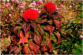 Image result for Celosia stuhlmanniana