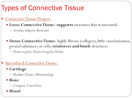 Connective Tissue Components 3 Major Components Of Connective Tissue Extracellular Fibers Ground Substance Cells Extracellular Ppt Download