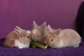 Feeding a diet consisting mainly of pellets may result in obesity and increase the likelihood of pellets are basically designed for commercial rabbit production and are quite high in calories. What To Feed A Baby Rabbit Type And Amount Of Food