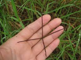 Image result for Cynodon nlemfuensis