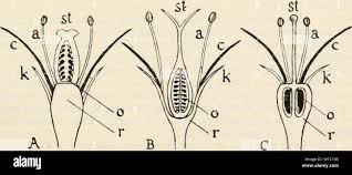 Image result for Oubanguia