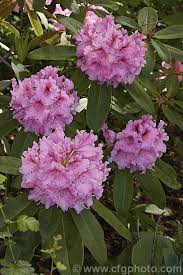 Rhododendron Norrie King A New Zealand Raised Hybrid That Develops Into A Large Bush With An Impressive Display Of Frilly Pink Flowers Rhododendron Flowers