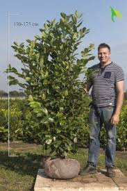 Prunus Laurocerasus Rotundifolia Kirschlorbeer Rotundifolia Hecke Kirschlorbeer Kirschlorbeer Rotundifolia Kirschlorbeer Hecke