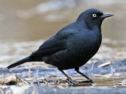 How to get rid of grackles, blackbirds and starlings? Similar Species To European Starling All About Birds Cornell Lab Of Ornithology