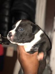 New york county, new york, ny id: American Pit Bull Terrier Puppies For Sale Amsterdam Avenue New York Ny 301265