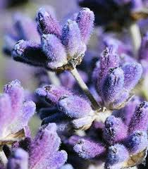Lavender Close Up Mayfield Lavender Flickr Photo Sharing Lavender Flowers Mayfield Lavender Lavender Fields