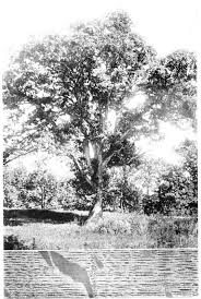 Image result for Oldfieldia macrocarpa