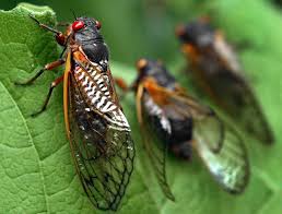 It is an airborne vehicle that has rocket pods mounted on its side which can be shot from the air. With 17 Year Cicadas Comes Buzzing Recollections And A Scientific Zest Agriculture Fredericknewspost Com