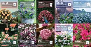 Proven winners searches the world to bring you vibrant flowering annuals, perennials and shrubs that deliver the most beautiful garden performance. Proven Winners Marketing Spring Meadow Nursery
