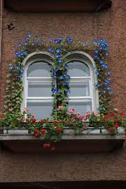 Morning Glory To Frame A Balcony Morning Glory Flowers Morning Glory Window Box