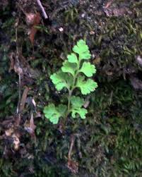 Image result for Anogramma leptophylla