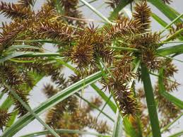 Image result for Cyperus sp. no. 1