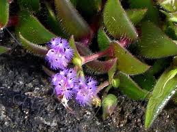 Image result for Cyanotis