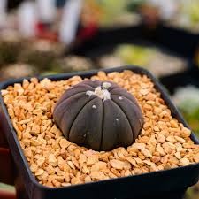 Image result for Thesium asterias