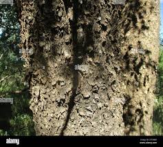 Image result for Spirostachys