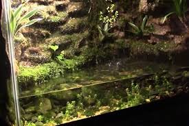 Paludarium For Mossy Frogs Fish Tank Frog Tank Frog