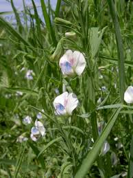 Image result for Lathyrus