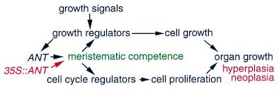 Maybe you would like to learn more about one of these? Plant Organ Size Control Aintegumenta Regulates Growth And Cell Numbers During Organogenesis Abstract Europe Pmc