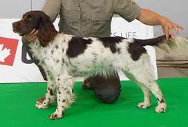 Image result for německý křepelák postava