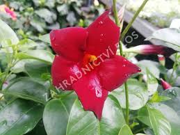 Image result for dipladenie sanderi obrázek