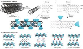 Different biomolecules are carbohydrates(energy is obtained by oxidation of carbohydrates). Biomolecule Directed Carbon Nanotube Self Assembly Anaya Plaza 2021 Advanced Healthcare Materials Wiley Online Library