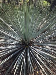 Image result for Xerophyta suaveolens