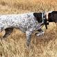 AKC Pointing Breeds Hunt Test event image