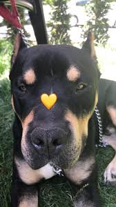 Sirin Bilen Adli Kullanicinin Story Panosundaki Pin Chien Photographie Ve Animaux