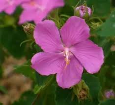 Image result for Pavonia rogersii