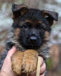 Pin On German Shepherd Puppies