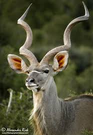Africa Greater Kudu Addo National Park South Africa C Alexander Riek African Animals Animals Beautiful South African Animals