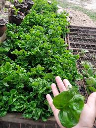 Sebagai contoh, pokok buah memerlukan lebih banyak nutrien berbanding sayuran daun. 5 Cara Menyuburkan Tanaman Guna Sisa Bahan Dapur Je Jimat Selamat Bebas Bahan Kimia
