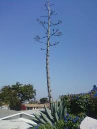 Pay special attention to the presence or absence of leaves. It S An Agave Bloom Cactus Jungle