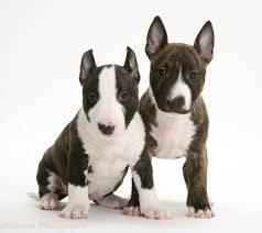 Black And White English Bull Terrier Puppy Miniature Bull Terrier Puppies For Sale From Reputable Dog The Bull Terrier Is A Cross Between The Bull Terrier Puppy Mini Bull Terriers English Bull Terriers