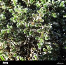Image result for Selaginella dregei